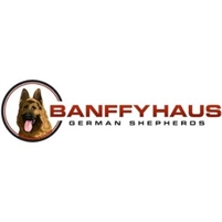 Banffy Haus German Shepherds banffyhaus germanshepherds